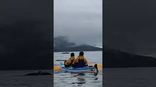 Kayaking With Whales 