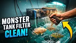 Monster Fish Tank Cleaning | Top Sump Filter Deep Cleaning | monster fish tank ko clean kaise karein