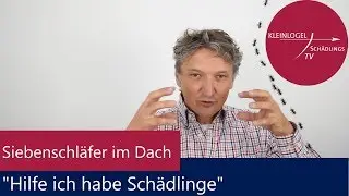 Siebenschläfer im Dach 