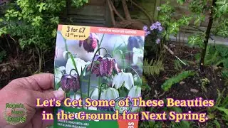 Planting Snake's Head Fritillaries