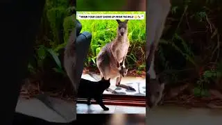 Cat Meets Kangaroo for the First Time 😳🐱🦘