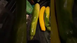 UNBELIEVABLE SIZE OF ZUCCHINI/HARVESTED FROM OUR GARDEN
