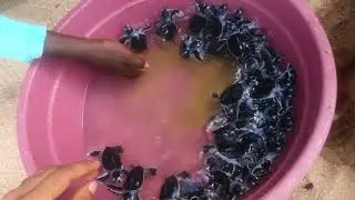 Watch baby turtles coming from sand.. Travel with gecko tours. #srilanka #tours #turtles