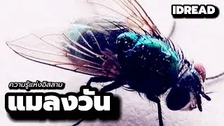 แมลงวัน | ความรู้แห่งอิสลาม