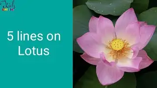 5 Lines On Lotus For Kids | Essay On Lotus | Speech On Lotus #5LinesonLotus