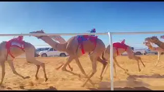 الزعيمه ل عويض مسلم الحويطي