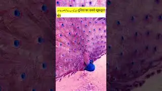 The most beautiful #peacocks in the world दुनिया का सबसे खूबसूरत मोर #shorts #youtubeshorts #bis7ven