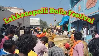 Bulls Racing | Mayileru Habba | Lakkanapalli Festival | Mohan Crazy Kannada