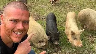 Rotational Grazing of PIGS 2.0 | Save Feed | For Health | Reduce Parasites | Homesteading