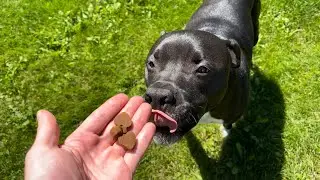 Glucosamine for Dogs Joint Support Supplement Dog Hip and Joint Pain Relief Mobility Supplements