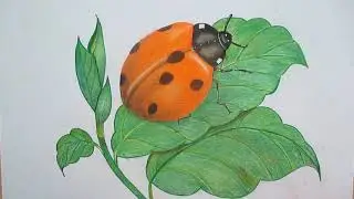 how to draw a ladybug on a leaf // easy drawing by 3d art