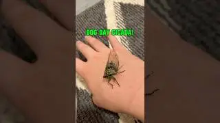Dog day cicada! #shorts #fyp #insects #bugs #cicada #bug