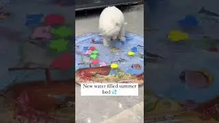 video 57Summer Cooling Pet Water Bed Cushion Ice Pad Dog Sleeping Square Mat For Puppy Dogs Cats