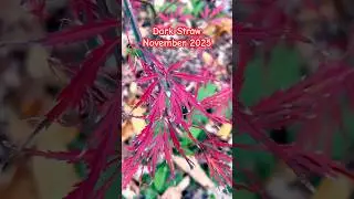 Acer Palmatum Dark Straw, Red Weeping Japanese Maple Fall Colors, November 2025.