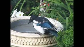 Magpie ~ Pica pica of the Crow family (Corvidae) drinking water from bird bath UK