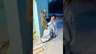 Bander mama pehan pajama #feedingmonkeys #funny #monkeychallenge #monkey