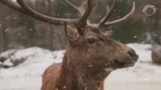 Giuseppe Verdi, Winter Orchestral Beauty - Frosted Aria | Operatic Classical Music