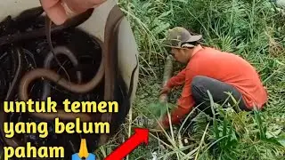 cara pemasangan perangkap/bubu belut di air mati🙏‼️untuk yang belum paham saja 😅dan lihat hasil nya👍