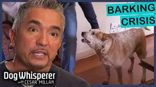 Cattle Dog Hasn’t Stopped Barking In 7 Years! | Dog Whisperer With Cesar Millan