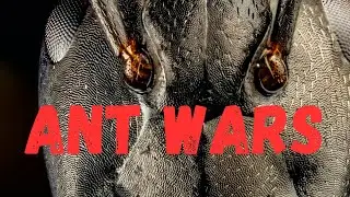 The Great Ant War