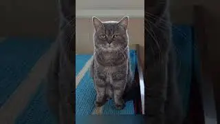 Эволюция кота# мурло#