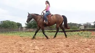 Day In My Life as a Horse Trainer