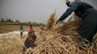 Egyptian farmers harvest their wheat amid a global food crisis