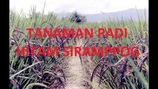PADI / BERAS  HITAM SIRAMPOG BERAS ISTIMEWA KAYA KHASIAT