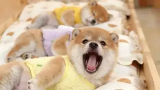 大あくび2回、でも最後に寝た 。He looked the sleepiest… but slept last。