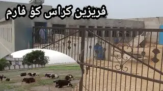 Motla Farm House|| Cow farming in Pakistan || Cow farm ||Dairy farming in Pakistan