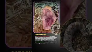 Gaboon Viper: The Heavyweight Champion of Venomous Snakes. #shortsfeed #factshorts #ytshorts #snakes