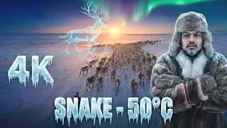 Reindeers of Yamalo Nenets: Arctic Ki Shandaar Duniya 🦌✨ | 4K Russia#Reindeer #YamaloNenets #Russia 