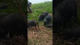 wild pigs in wild #shorts  #farming #wildanimal #animals #nature#wildlife