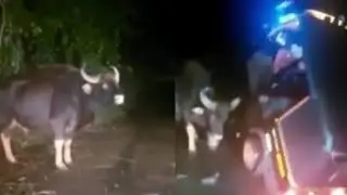 Horrifying! Gaur/Indian Bison🦬 Knocks Auto rickshaw With its Head.  #NatureAndHeritage. |Wildlife's|