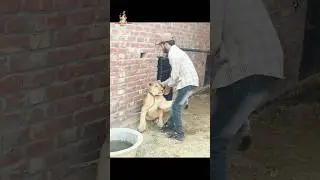 Lion attack 😒😩🦁