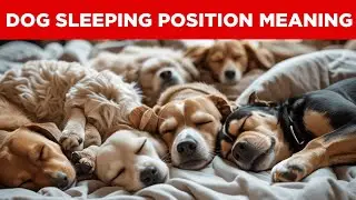 Dog Sleeping Positions EXPLAINED! What Your Dog&rsquo;s Sleep Says About Them!