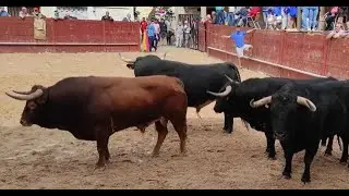 Budia: la pasión por su encierro como seña de identidad