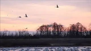 Tundra Swans at Pungo Unit