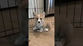 Baby corgi growing up into a big baby corgi