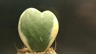 Хойя
