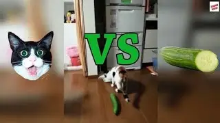 Cucumbers Are Terrifying&hellip; Just Ask These Cats 😹🥒