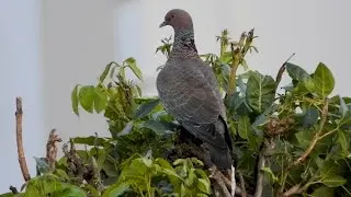 Pomba-asa-branca: Esbanjando Imponência! (Patagioenas picazuro), Picazuro Pigeon, Pomba-carijó