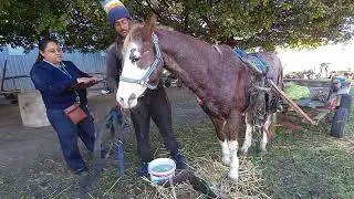 Harness inspection