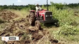 Massey Ferguson Two disk plough |Oil Palm #tractorstunt #johndeere #tractorspotter #cometovillage