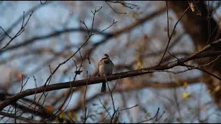 Wings of Beijing - Full Documentary