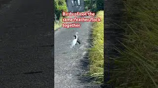 Birds of not the same feather flock together