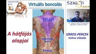Hátizmok és a fájdalom (VIRTUÁLIS BONCOLÁS)