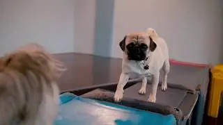 Welcome to Pet Care Plus!