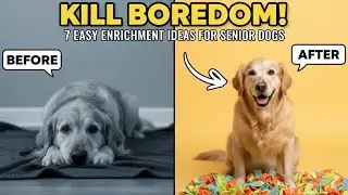 BORED SENIOR DOG? 7 Low-Impact Enrichment Ideas You Can Do TODAY! |Easy Brain Games for Elderly Dogs
