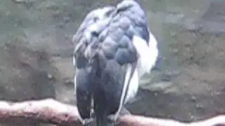 Von der Decken's Hornbill (Tockus deckeni)
